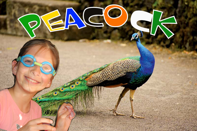 Peacock