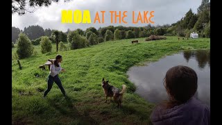 Moa at the lake