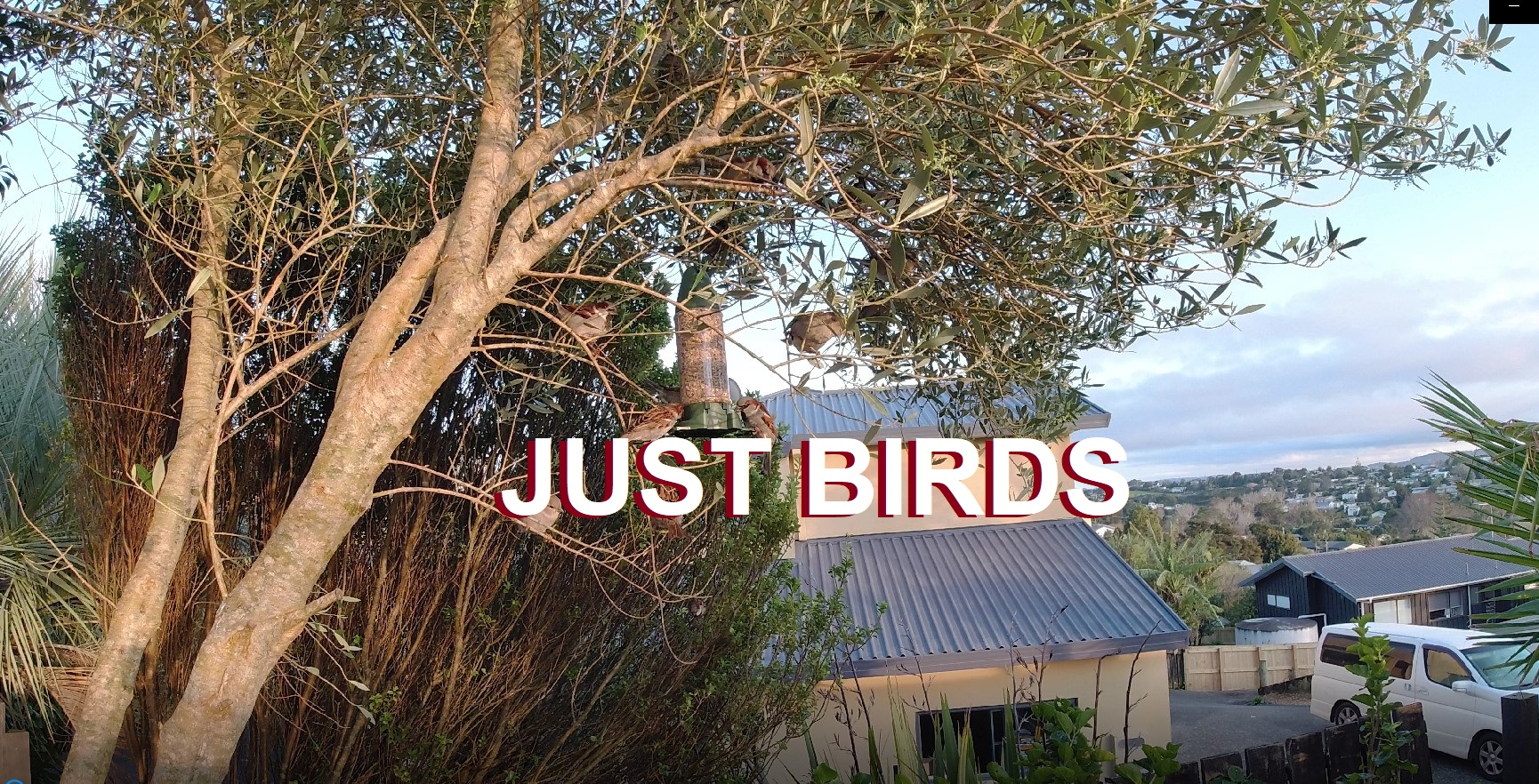 Just Birds